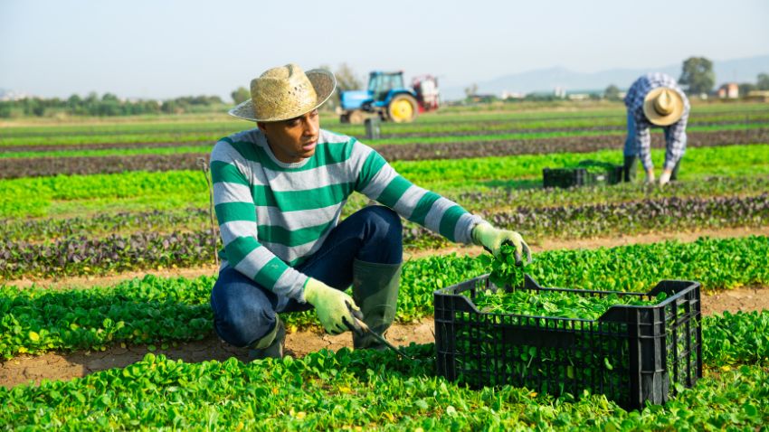 Seasonal Farm Workers,